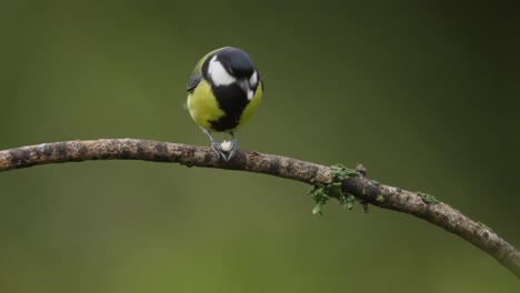 the great bird feeding seed, closeup