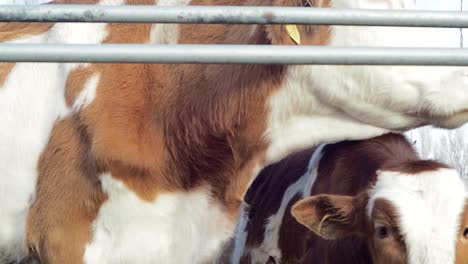 mother cow and her calf smelling the air near the fence