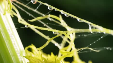 close-up exploration of fresh celery's juicy texture and vibrant color details captured in macro imagery