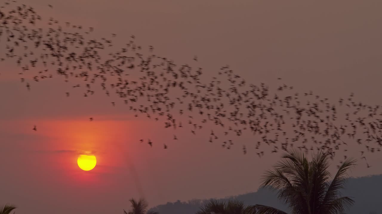 수천 마리의 박쥐가 빛나는 주황색과 붉은 석양 앞에서 하늘을 날아다니고, 캄보디아 바탐방의 배경에는 산이 있습니다.