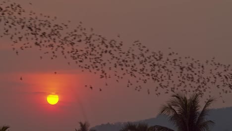 miles de murciélagos vuelan por el cielo frente a un brillante sol naranja y rojo, con montañas al fondo en battambang, camboya