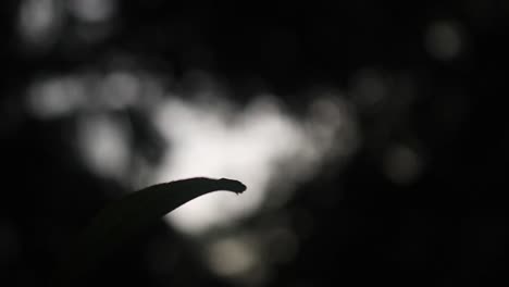 Silhouette-Of-Dragonfly-On-Plant---Dragonfly-Ready-To-Fly-In-The-Air---close-up