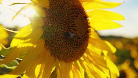 Atemberaubende-HD-Aufnahmen-Einer-Biene,-Die-Pollen-Von-Wunderschönen-Sonnenblumen-In-Einem-Sonnenblumenfeld-Sammelt