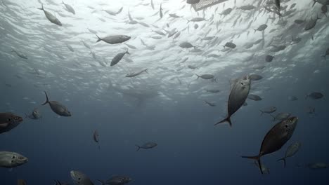 Gran-Tiburón-Blanco-Con-Cicatrices-De-Batalla-Carcharodon-Carcharias-4k-Primer-Plano-De-Tiburón-Con-Cicatrices-Islas-Neptuno-Sur-De-Australia