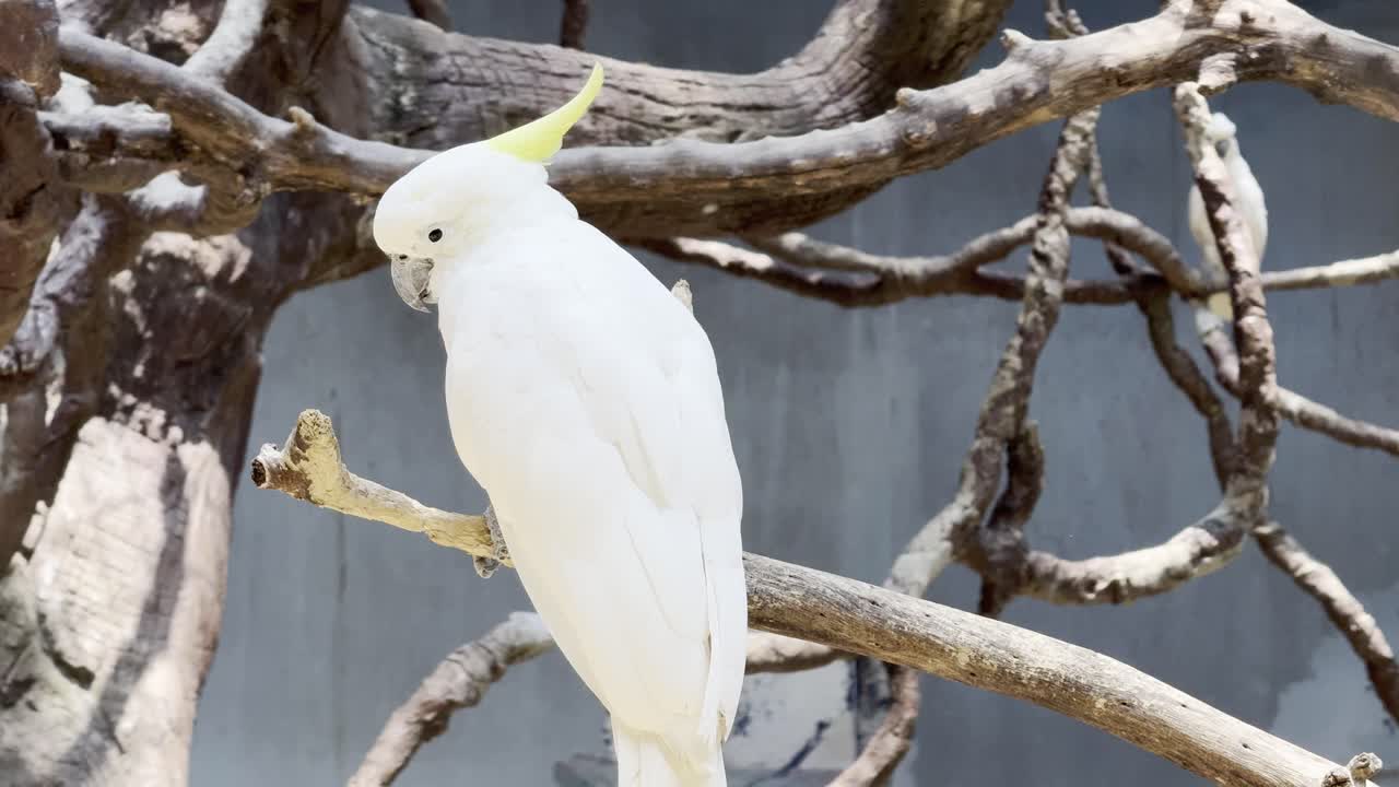 White cockatoo Parrot bird in bangkok thailand