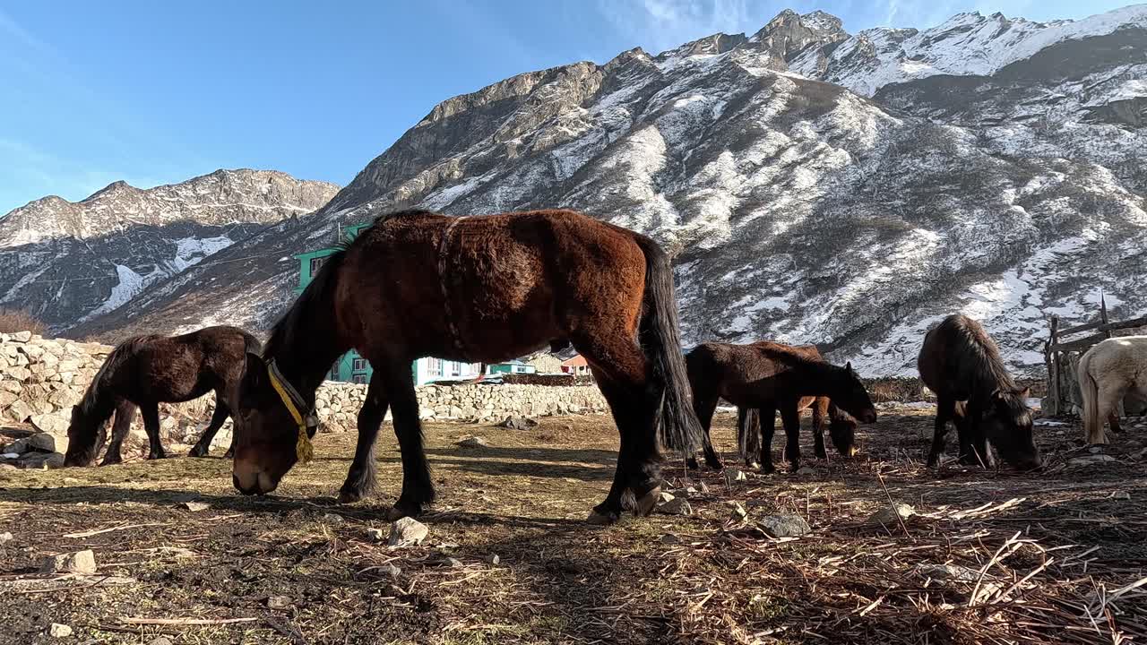 mulas pastando en una llanura de alta altitud frente a la mina de la montaña turquesa en nepal