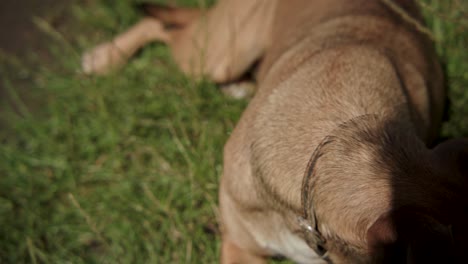 brown dog with collar lying outside and looking to left of camera, close up