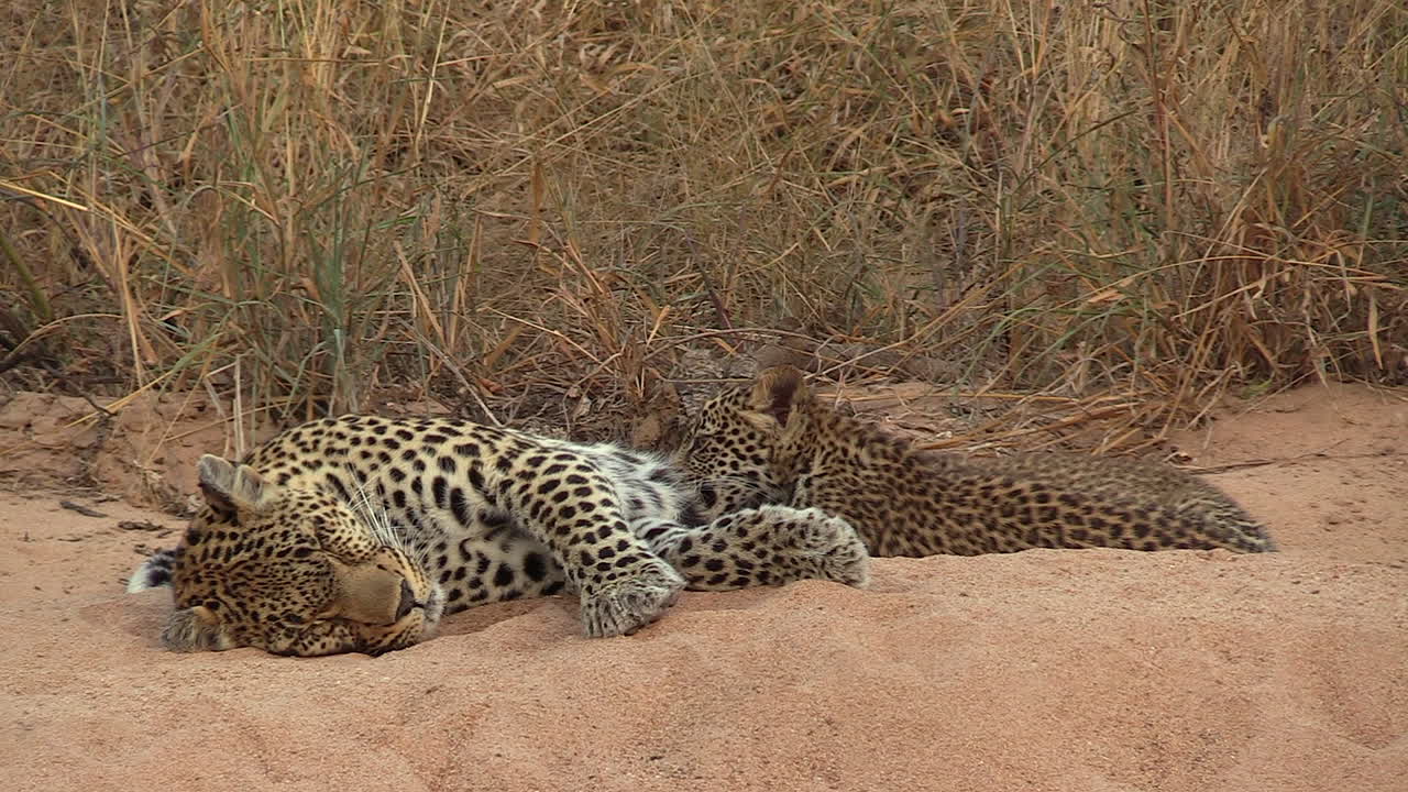 un tierno momento cuando los cachorros de leopardo amamantan a su madre en el desierto africano.