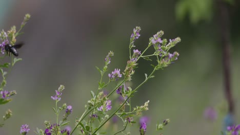 Close-up-shot-of-Honey-Bee-sitting-on-fragrant-purple-Lavender-flower-in-a-flower-field-on-a-sunny-day