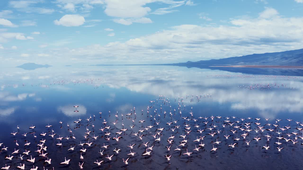Aerial drone view of flamingos flying over Lake Natron in Tanzania