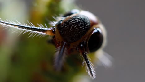 macro shot of an insect head