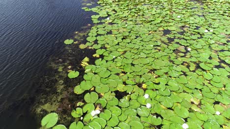 aerial drone flight over lily pads with white flowers