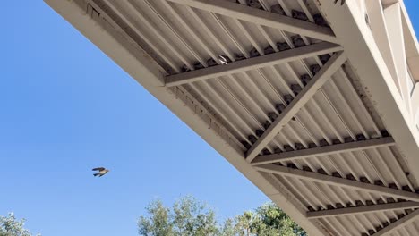 cliff swallows nesting and feeding under a bridge in california