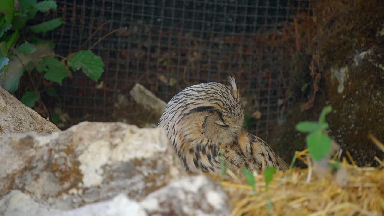 큰 맹금류인 수컷 시베리아 수리부엉이의 근접 촬영 4k 비디오는 여름에 흰색, 갈색 깃털, 포화된 주황색 눈을 가진 키 큰 풀밭에 앉아 주위를 둘러보고 동물을 숨깁니다.