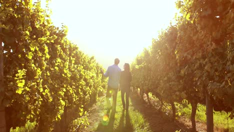 Couple-walking-hand-in-hand-between-grapevine