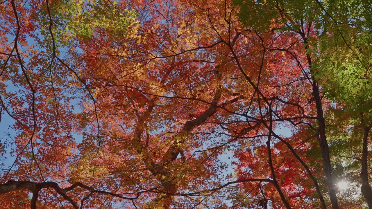 Laaja ja matala kuvakulma, jossa näkyy eloisia punaisia vaahteranlehtiä ja kirkas auringonpilkahdus. Lämmin ja rauhallinen syystunnelma Tokiossa, Japanissa.