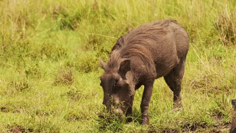 slow motion shot of warthog playing and wallowing next muddy puddle, cooling off, african wildlife in maasai mara national reserve, kenya, africa safari animals in masai mara north conservancy