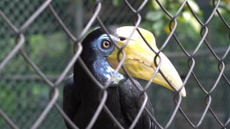 Ein-Nashornvogel-Schaut-In-Die-Kamera-Und-Dreht-Sich-Dann-Um