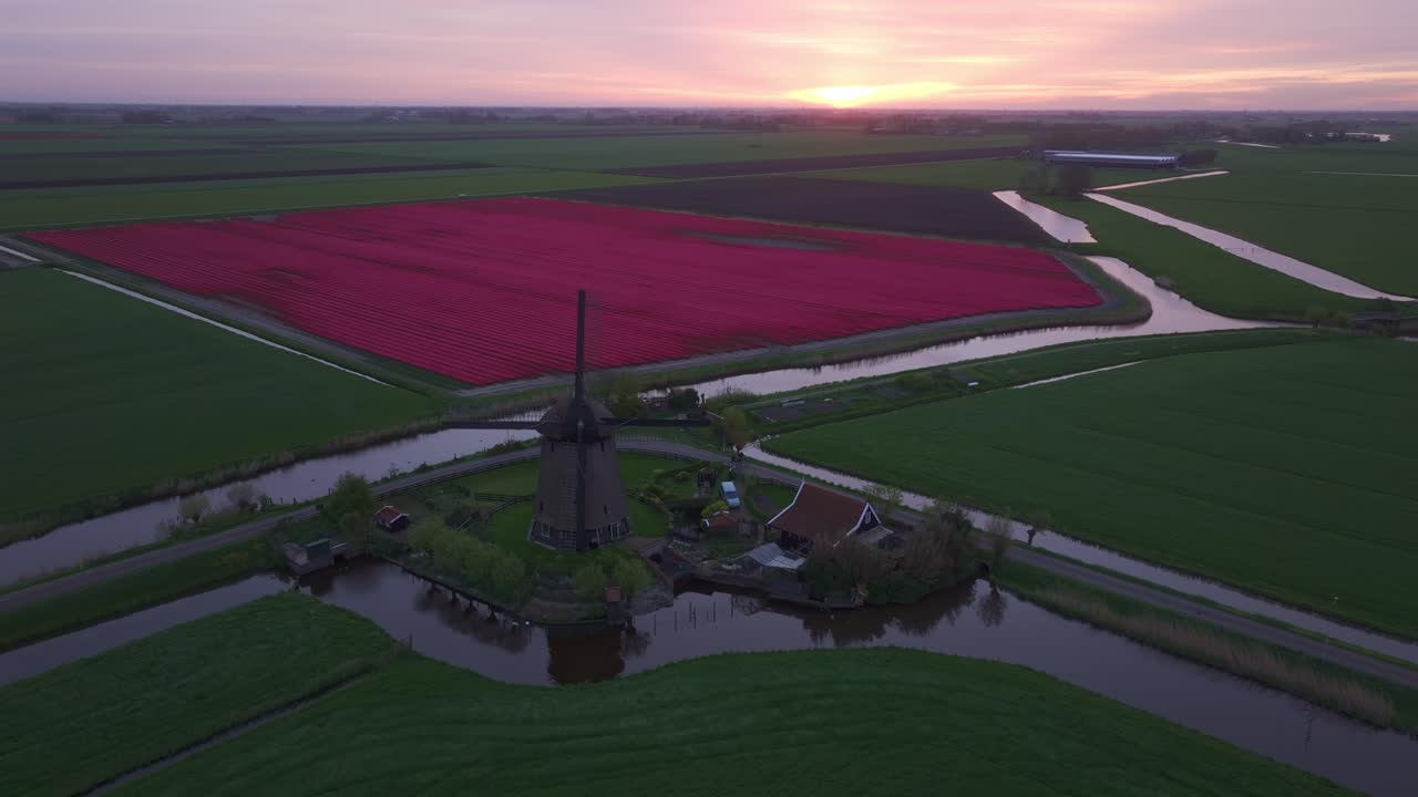 Vista all'alba dall'alto di un tappeto di tulipani e un vecchio mulino a vento, Paesi Bassi