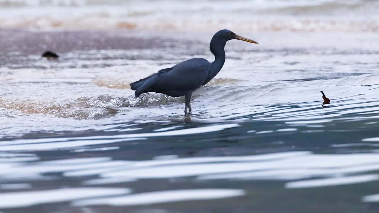 A heron carefully moves through shallow water, searching for prey along the shoreline.