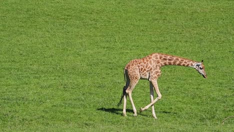 giraffe on green lawn in summer