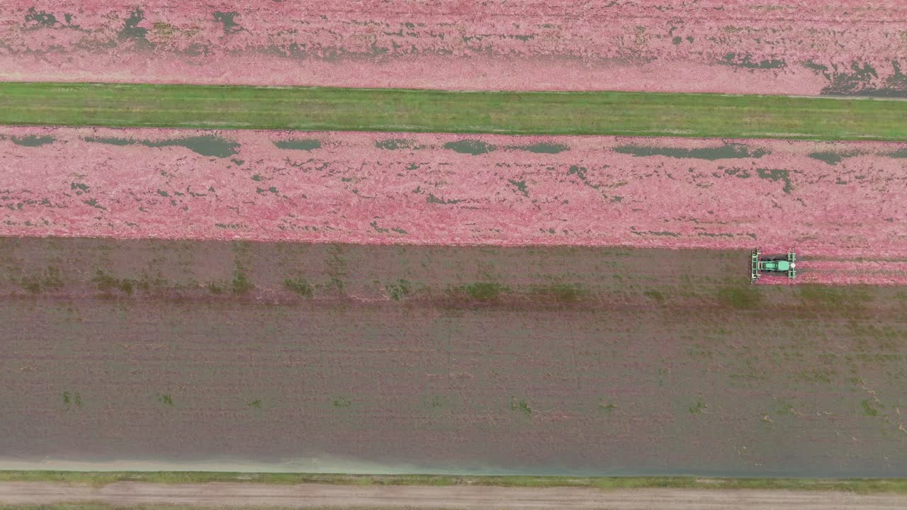 A harrow tractor mows a cranberry bog, knocking buoyant cranberries off the vine