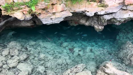 Viele-Fische-Im-Türkisfarbenen-Wasser-Mit-Felsen