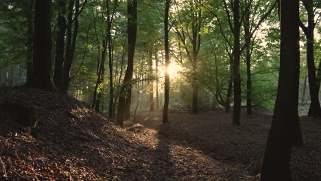 la luz del sol filtrándose a través del bosque