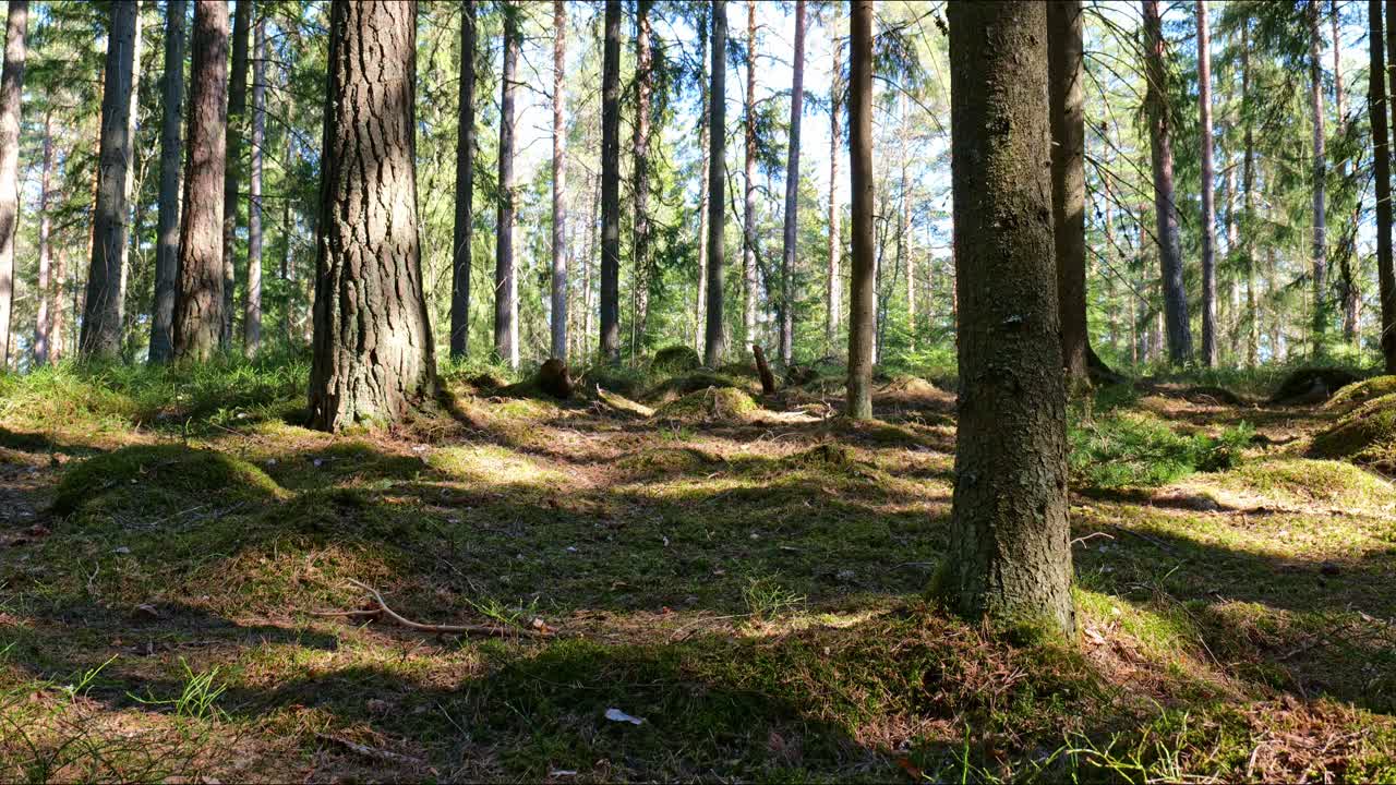 Fyrretræer i skoven ved solnedgang i Finland, timelapse.