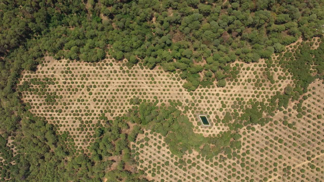 vista desde arriba de los aguacates en michoacan al mediodía