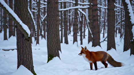 red fox in a snowy forest