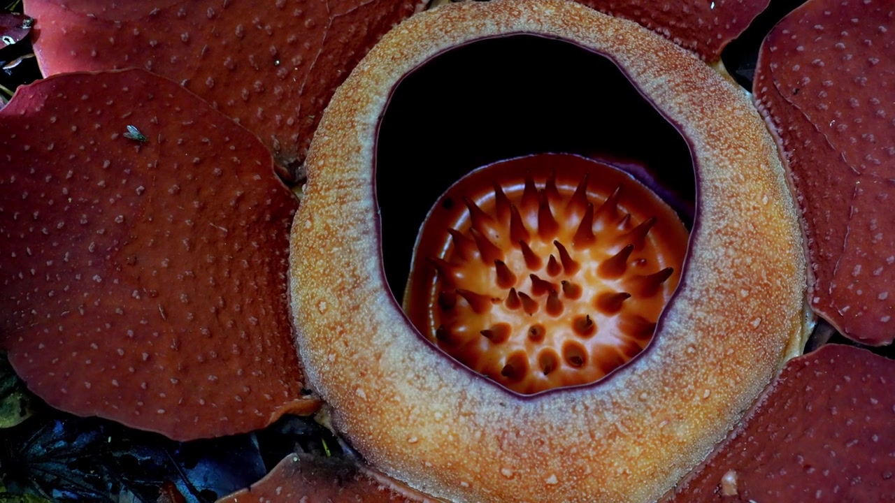 Detalle macro en cámara lenta 4K de la estructura central de una flor fresca y saludable de Rafflesia kerrii en su hábitat natural de selva tropical.