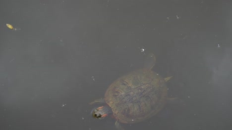 a close-up of a swimming european pond turtle navigating with its feet