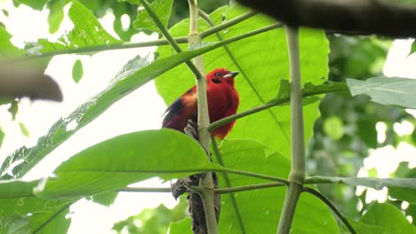 plano medio de la hermosa tangara brasileña macho rojo en la rama