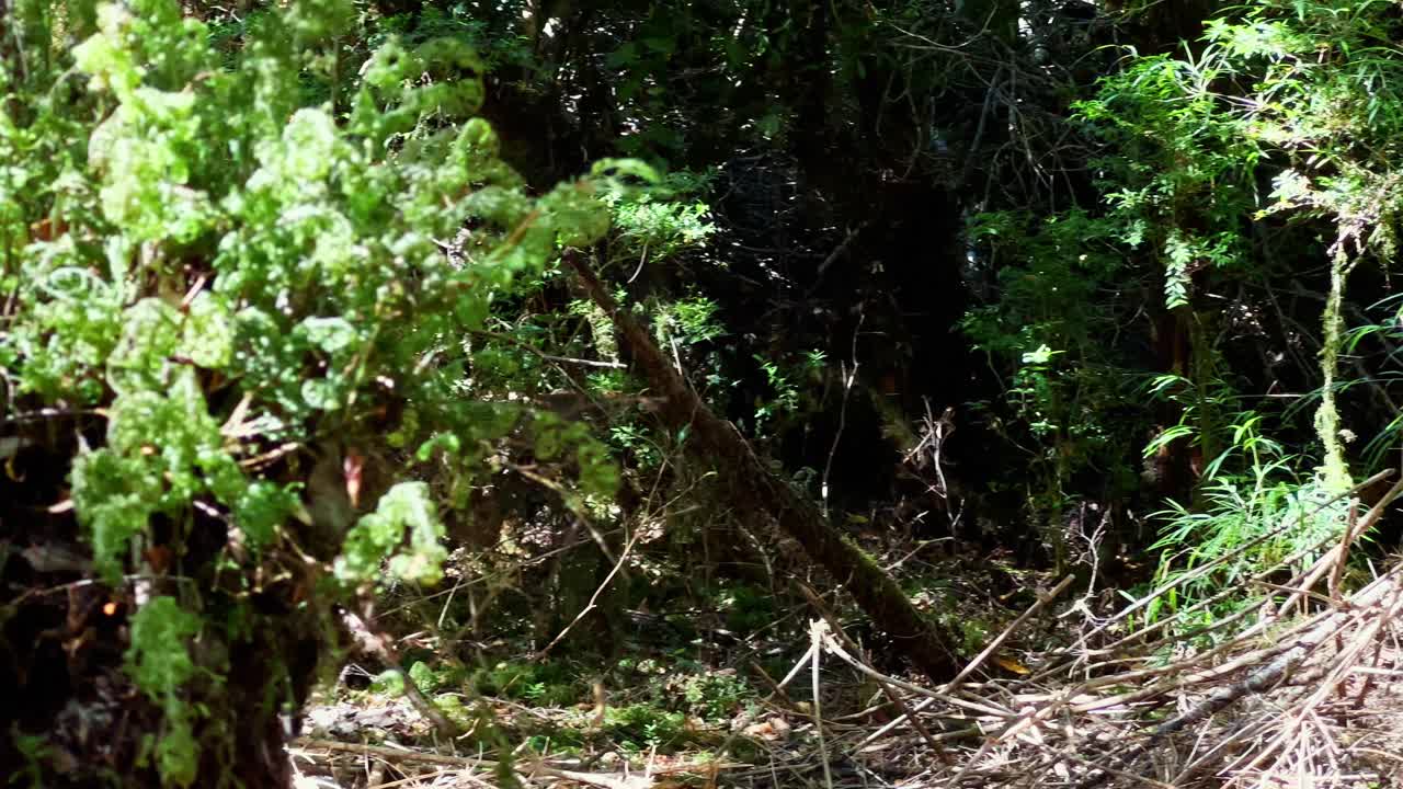 칠레 남부의 큰 섬인 칠로에의 테푸헤이코 공원 숲에 숨겨진 작은 푸두.