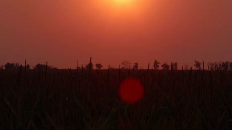 Sabe-A-Maíz-En-Una-Puesta-De-Sol-De-Otoño-Naranja-Con-Pájaros-Dándose-Un-Festín-Con-Insectos