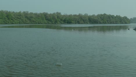 Ein-Ruhiger-Fluss,-Umgeben-Von-üppigen-Grünen-Wäldern-Unter-Einem-Klaren-Himmel