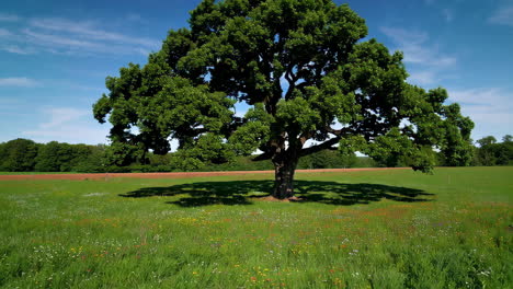 large oak tree in a colorful meadow