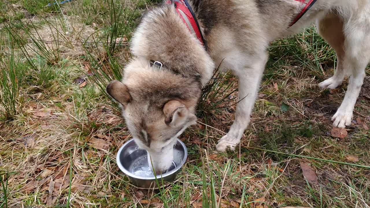 Husky lapping water from a metal bowl after run. Wearing dog sledding harness.