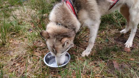 husky lapping water from a metal bowl after run. wearing dog sledding harness.