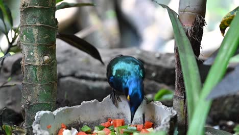 A-Purple-starling-eats-food-in-the-indoor-rainforest-in-Dubai,-United-Arab-Emirates