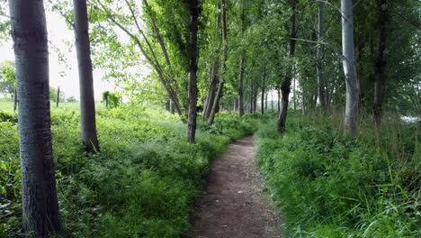 La-Orilla-Del-Río-Y-El-Bosque-Desde-La-Vista-De-Drones