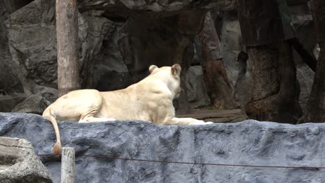 a female white lion with blonde fur is lying and relaxing alone at a zoo