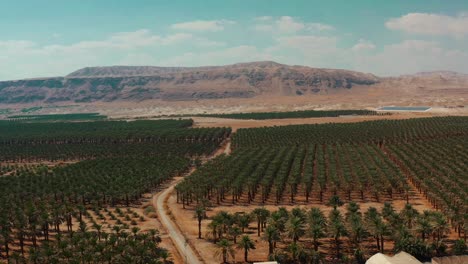 Disparo-De-Un-Dron-En-El-Desierto-De-Negev,-Israel,-Donde-La-Tierra-Agrícola-Está-Creciendo-Sin-Agua-Cerca-De-Las-Montañas,-Nación-De-Inicio-De-Riego-Por-Goteo