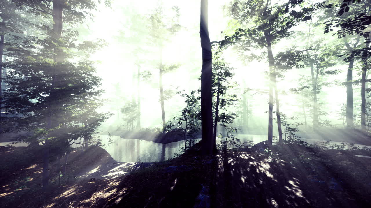 Mysterious forest illuminated by beams of sunlight shining through trees