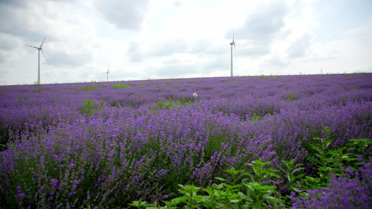 campos de lavanda en flor con turbinas eólicas en el fondo