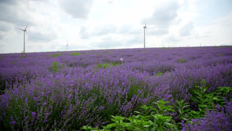 blooming lavender fields with wind turbines in the background