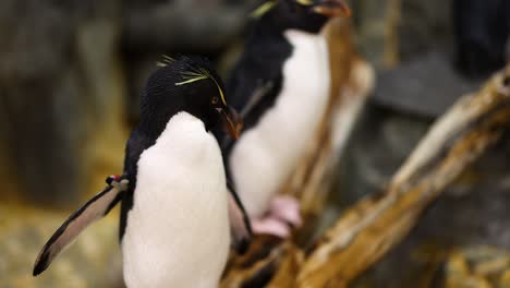 penguins interacting amidst rocky surroundings