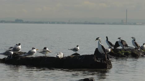 Pequeños-Cormoranes-De-Varios-Colores-Sentados-En-La-Costa---Océano-Un-Grupo-De-Pequeños-Cormoranes-De-Varios-Colores-Sentados-En-Una-Roca