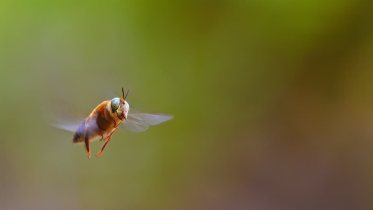 A Orchid bee hovers weightlessly in Peru’s rainforest, its flight slowed to reveal stunning details.